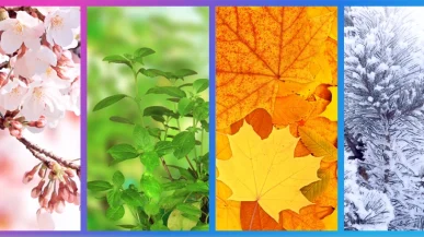 A collage of seasonal foliage