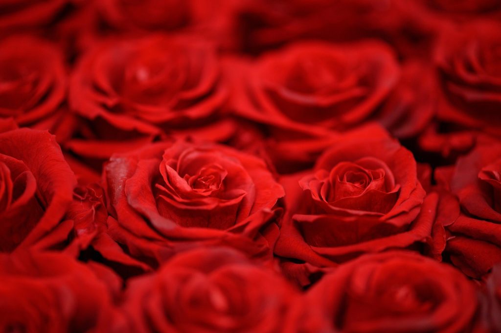 red roses