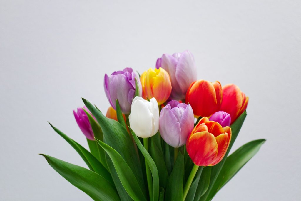 colourful flowers